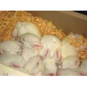 Молодняк кроликов выращивание продажа Украина Hyplus фото
