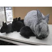 Кролики мясных пород фото