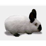 Кролик Калифорнийский.Кроликикупить кролики оптом от производителя оптомрозницуКиев фото