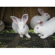 Кролики породы Белый паннон фото