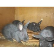 Молодняк кроликов породы Венский голубой фото