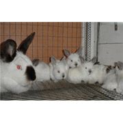 Кролики породы Калифорнийский- 1мес. фото
