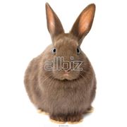 Продам Кроликов-самцов крупной породы ОБЕР (фландер)
