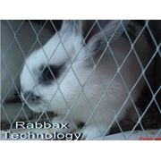 Кролики-акселераты эко-кролики фото