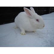 Кролики породы белый панон
