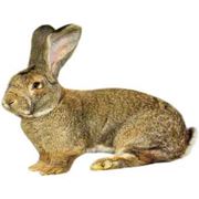 Кролики молодые породы Флаундер фото