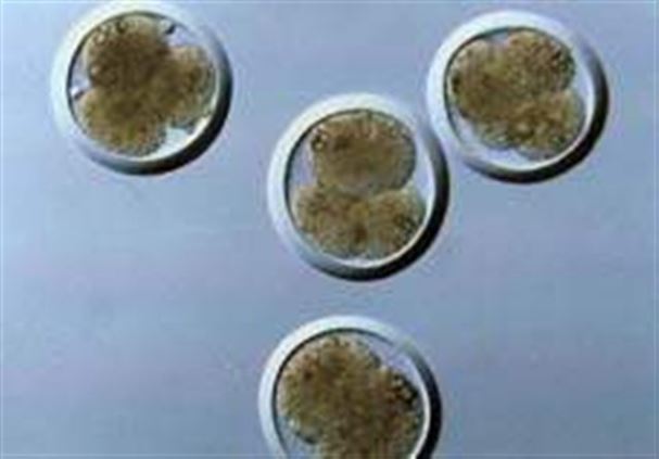 пересадка эмбрионов крс. эмбрионы коров. эмбрионы крупного рогатого скота. беременность млекопитающих. бластоцисты.