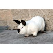 Кролики породы Калифорнийский. фотография