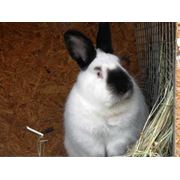 Кролики в Симферополь купить цена фото. Калифорнийский племенной мясной кролик. Крым Украина цена продажа (купить куплю продам)