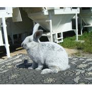 Племенные кролики породы Большой светло-серебристый фото