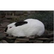 Молодняк кроликов калифорнийской породы фото