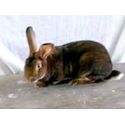 Кролик пушной породы фото