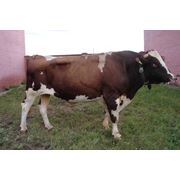 Сперма Голштинской красно-пёстрой породы быков высокого качества (Канцлер ЛюккаРувилло Фалбо КампиноФламм)