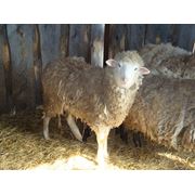 Продажа племенных овец Цигайской породы овцы племенные Приазовский Цигай фото