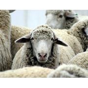 Продажа молодняка племенных овец асканийской тонкорунной породы фото