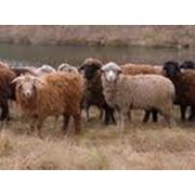 Овцы племенные купить купить по Украине