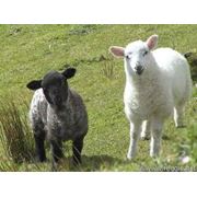 Романовские овцы фото