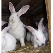 Кролики племенные кроли породы французский Huplus фотография