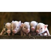 Программа генетическая для свиней фото