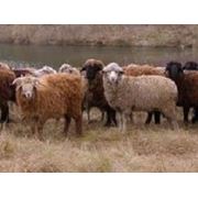 Овцы Аскансой белой мясной породы. Овцы племенные фото