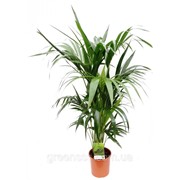 Ховея Форстера. -- Howea fost. фото