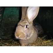 Кролики породы серый немецкий великан фото