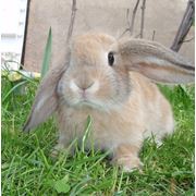 Карликовый кролик фото