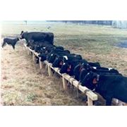 Племенные животные фото