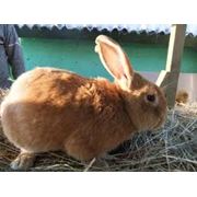 Кролики купить цена Васильков Киев Украина фото