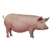 Кормовые концентраты 3325 У Премикс для свиноматок (супоросных)25%.Провими Пурина 25 кг фотография
