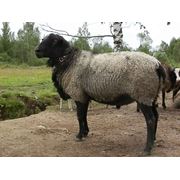 Племенная овца 2-3 года фото