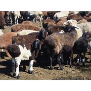 Чистокровные овцы едельбаевской и гисcарской породы. фото