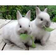 Комбикорм для кроликов от производителя Крым фото