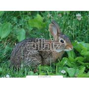Кролики породы Фландр фото