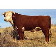 Продам бики 600-800 кг фото