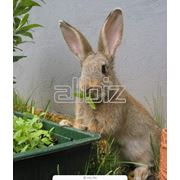 Выращивание и продажа кроликов фотография