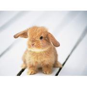 Комбикорм для молодняка кроликов СТАРТ К91-1 от 0 до 35 дней. фотография