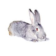 Кролики (Шиншилла) фотография