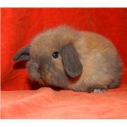 Кролик - карликовый баран фото