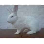 Продам молодняк кроликов породы Бельгийский великан и Белый великан фото