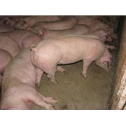 Пpeмикcы для свинeй пpoизвoдство и пpoдaжа в Украине
