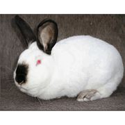 Кролики породы Калифорнийский. фото