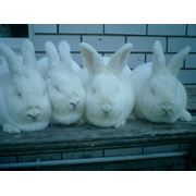 Молодняк кроликов Новозеландской белой породы (НЗБ) фотография