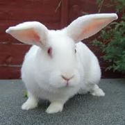 Продам кроликов фото