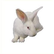 Кролики породы французский Hyplus Днепропетровск