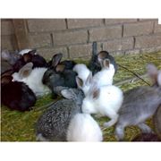 Кролики в Украине Купить Цена Фото фото