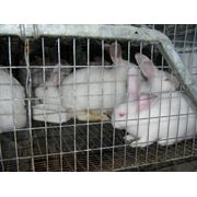 Кролики разведение и продажа кроликов фото