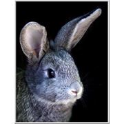 Комбикорм для кроликов гранулированный фото
