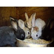 Комбикорм для кроликов ТМ “ХЛЕБНАЯ ГАВАНЬ“ фото