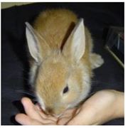 Комбикорм для кроликов от производителя фото